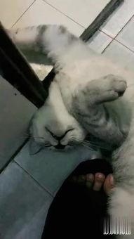 成人瑜伽教程直播视频,跟随专业教练，轻松入门瑜伽练习-第1张图片-九色视频在线观看