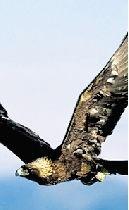 巨鸟化成人形了吗视频-第3张图片-九色视频在线观看