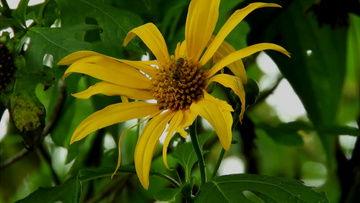 小花朵成人舞视频大全,激情四溢的舞蹈盛宴-第2张图片-九色视频在线观看