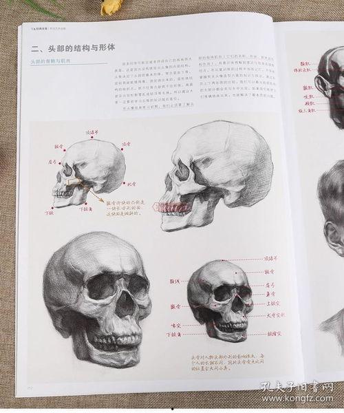 成人初学素描视频课程,跟随视频课程轻松掌握基础技巧-第2张图片-九色视频在线观看
