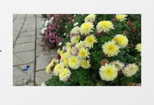 成人黄篇视频下载,暗流涌动的网络世界-第2张图片-九色视频在线观看